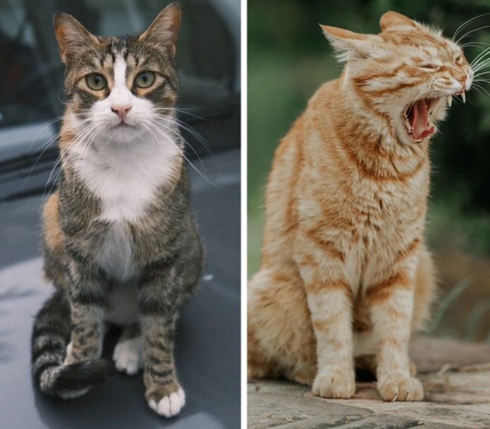 Эксклюзивная японская технология, которая может буквально определить счастье вашей кошки по одной картинке