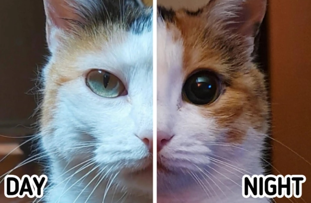 Эксклюзивная японская технология, которая может буквально определить счастье вашей кошки по одной картинке