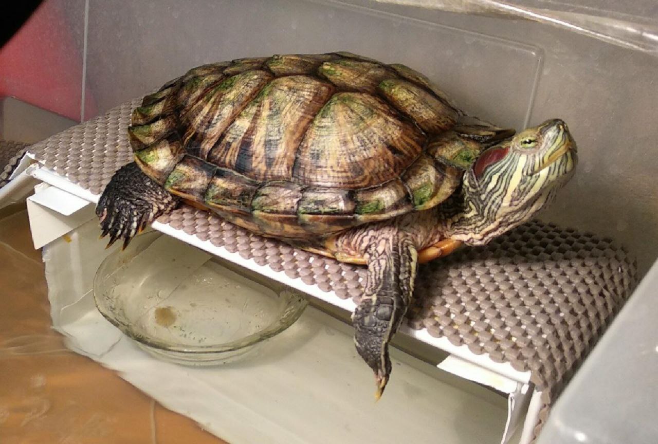 Почему люди в доме держат «фен-шуйные» фигурки слонов, лягушек, черепах