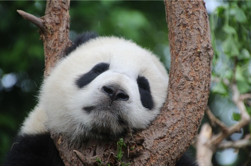 Какой иностранный язык наиболее распространен в мире, легок в изучении и будет вам наиболее полезен