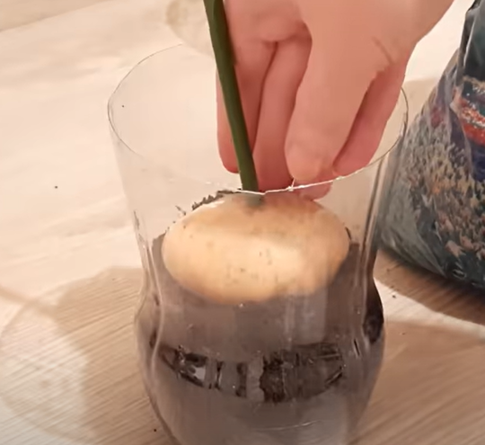 Размножение роз с помощью картофеля - это может сделать каждый!