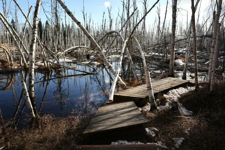 "Расплавляющаяся вечная мерзлота в Арктике: Как глобальное потепление изменяет жизнь и экологию Северного региона"