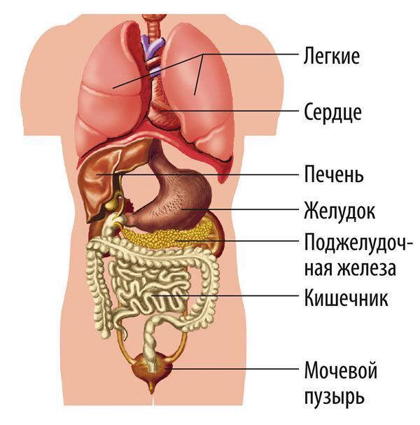 ЖМЖ порно видео. Две девушки и один парень занимаются сексом.