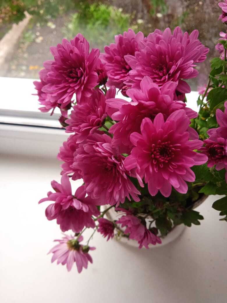 Мой цветущий рай переехал с дачной клумбы на подоконник: осенние цветы будут радовать буйством красок в промозглую осень