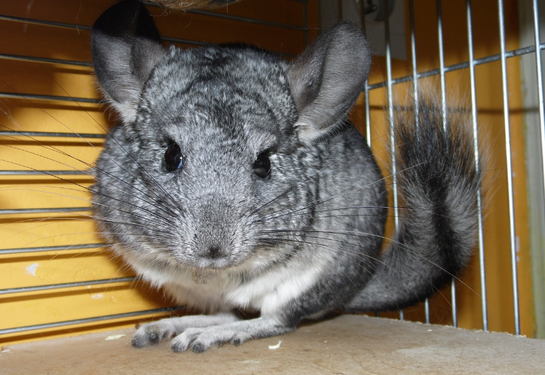 10 самых необычных домашних животных