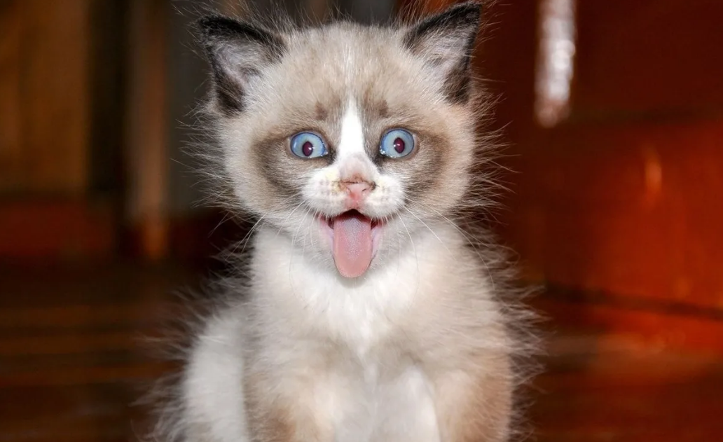 Уход из жизни кошки: как определить и как помочь как обеспечить максимальный комфорт в последние дни.