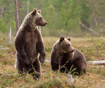 Дикие животные: Сокровища Природы и Необходимость их Защиты