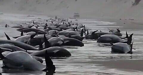 Почему киты массово выбрасываются на берег.