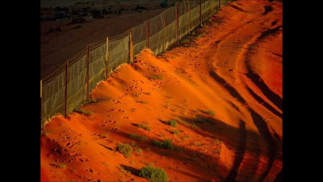 Что же всё таки находится за забором Австралии?