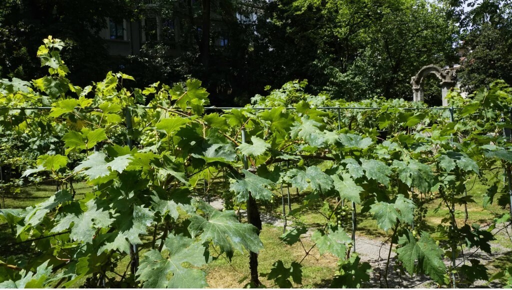 Покупатель-миллиардер закрывает для публики виноградник Леонардо да Винчи