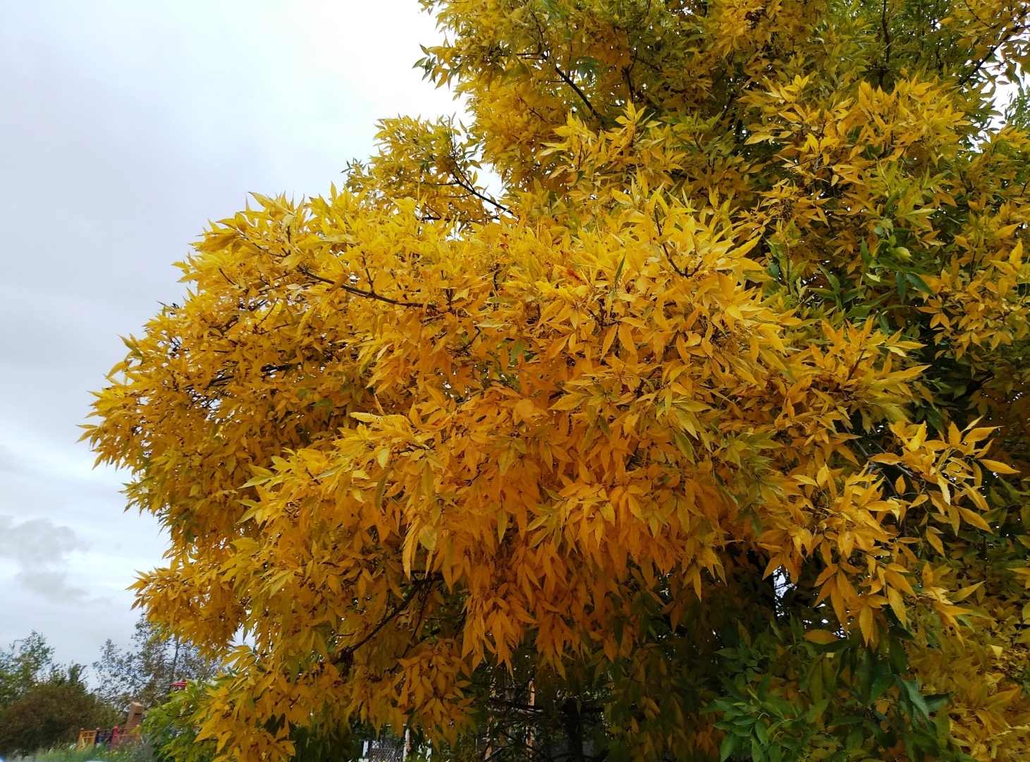 Я покажу вам осени начало. Анапа, за городом 22 октября, много фото