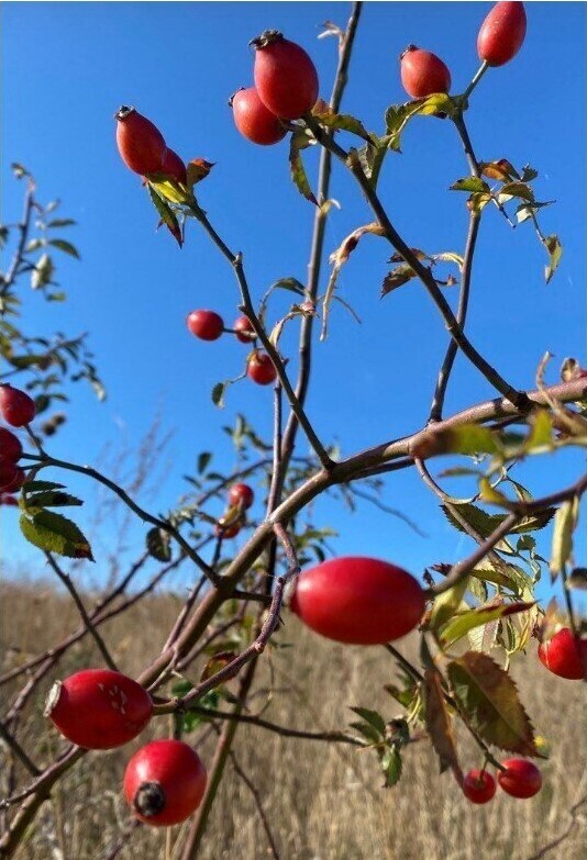 Я покажу вам осени начало. Анапа, за городом 22 октября, много фото