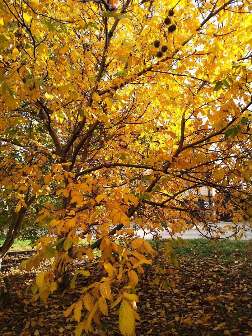 Я покажу вам осени начало. Анапа, за городом 22 октября, много фото