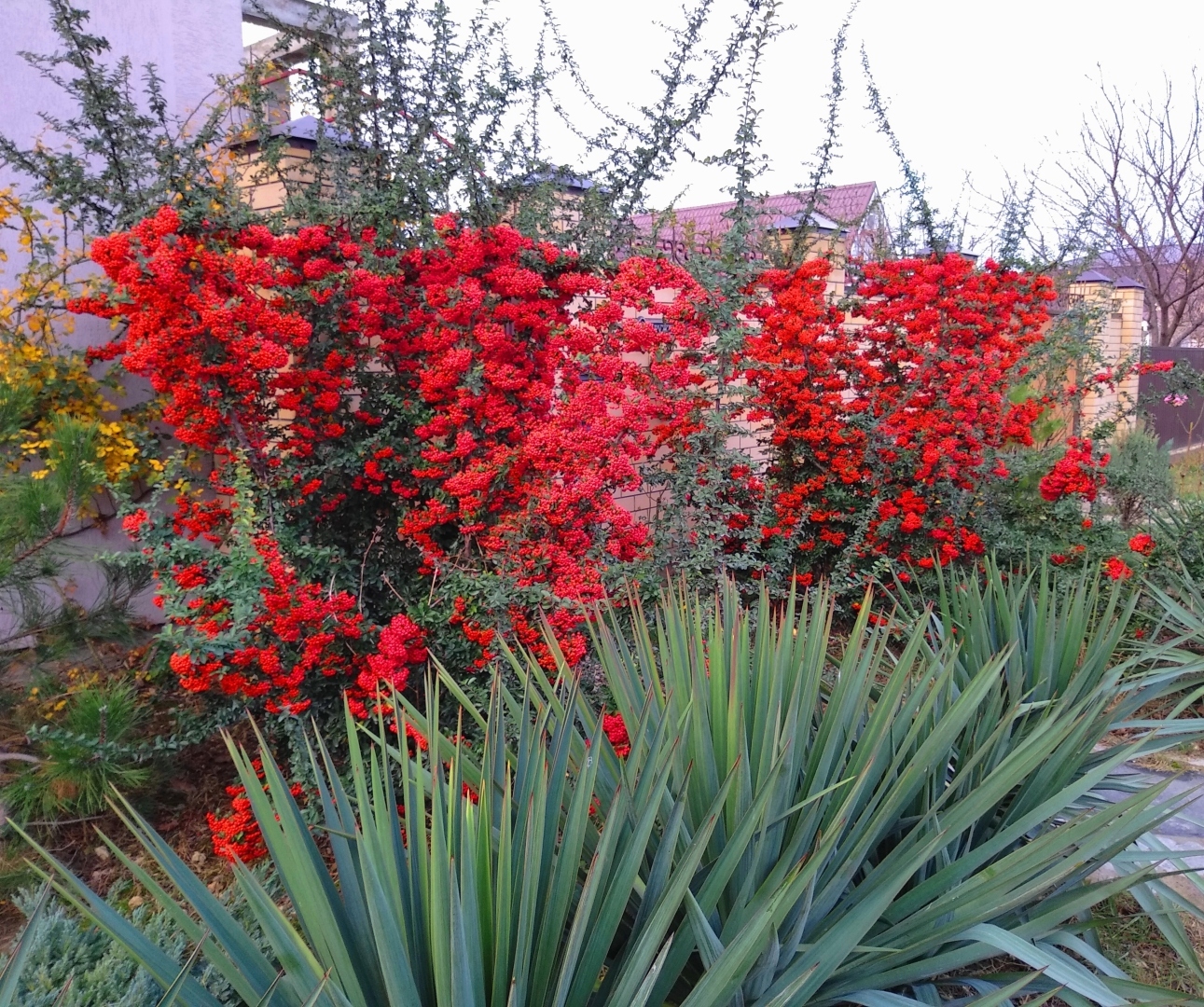 Я покажу вам осени начало. Анапа, за городом 22 октября, много фото