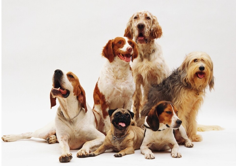 Суд обязал жительницу многоквартирного дома сократить поголовье собак в своей квартире