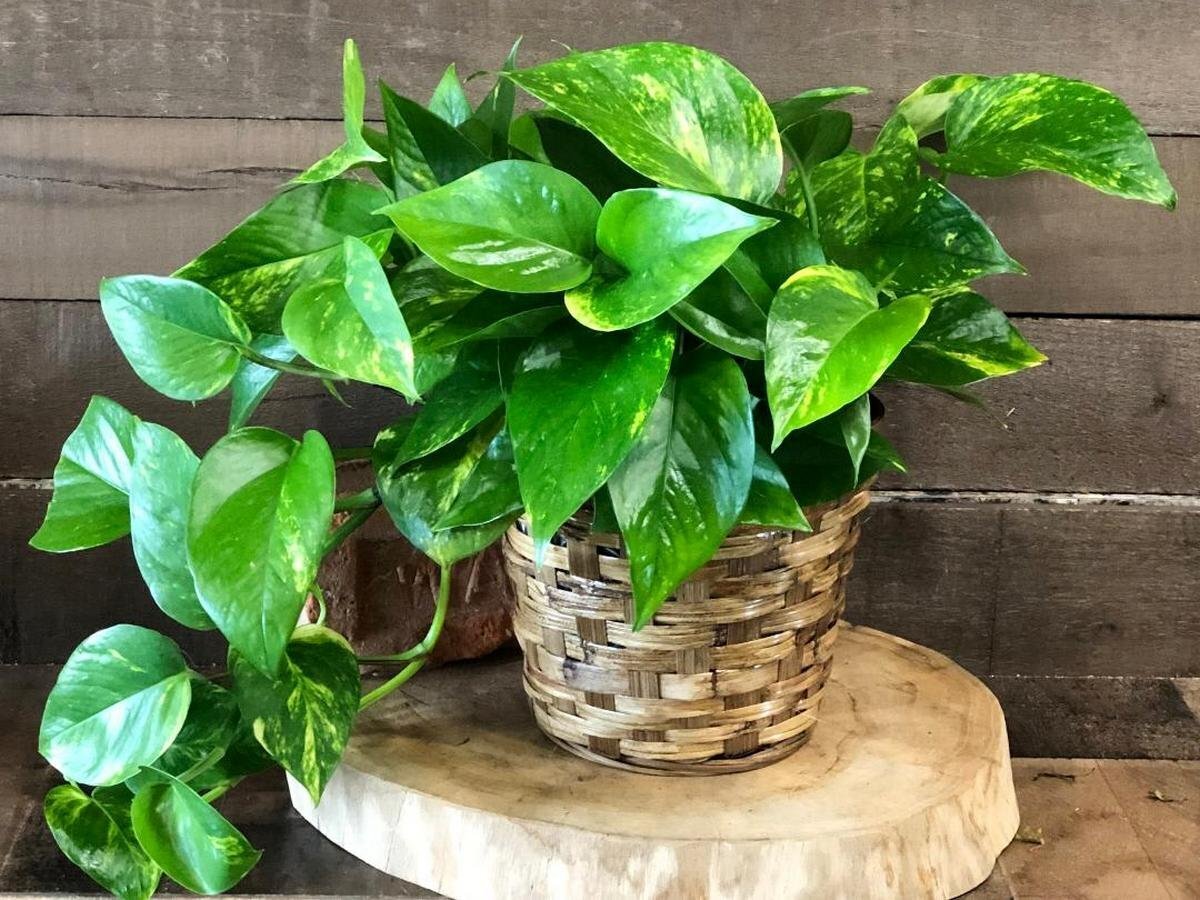 Комнатные растения: какая в них опасность, даже в алое