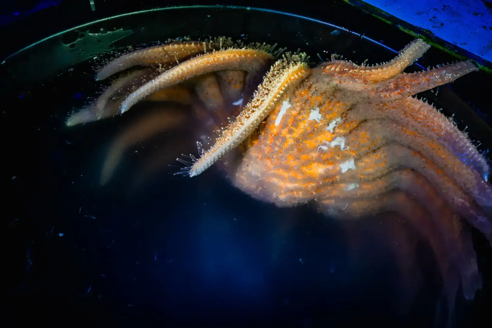 Этим морским звездам грозит вымирание. Ученые помогают им спариваться.