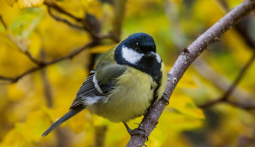 Народный календарь примет и праздников на ноябрь 2023 года