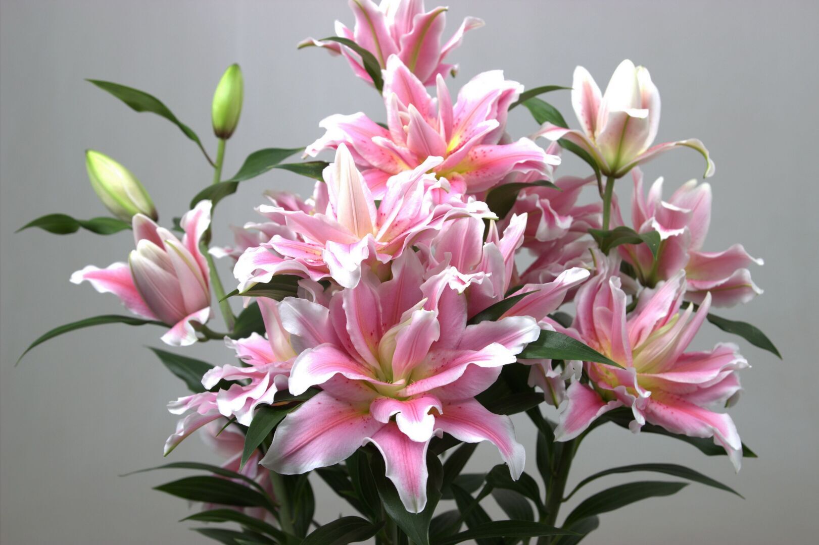 Комнатные растения: какая в них опасность, даже в алое