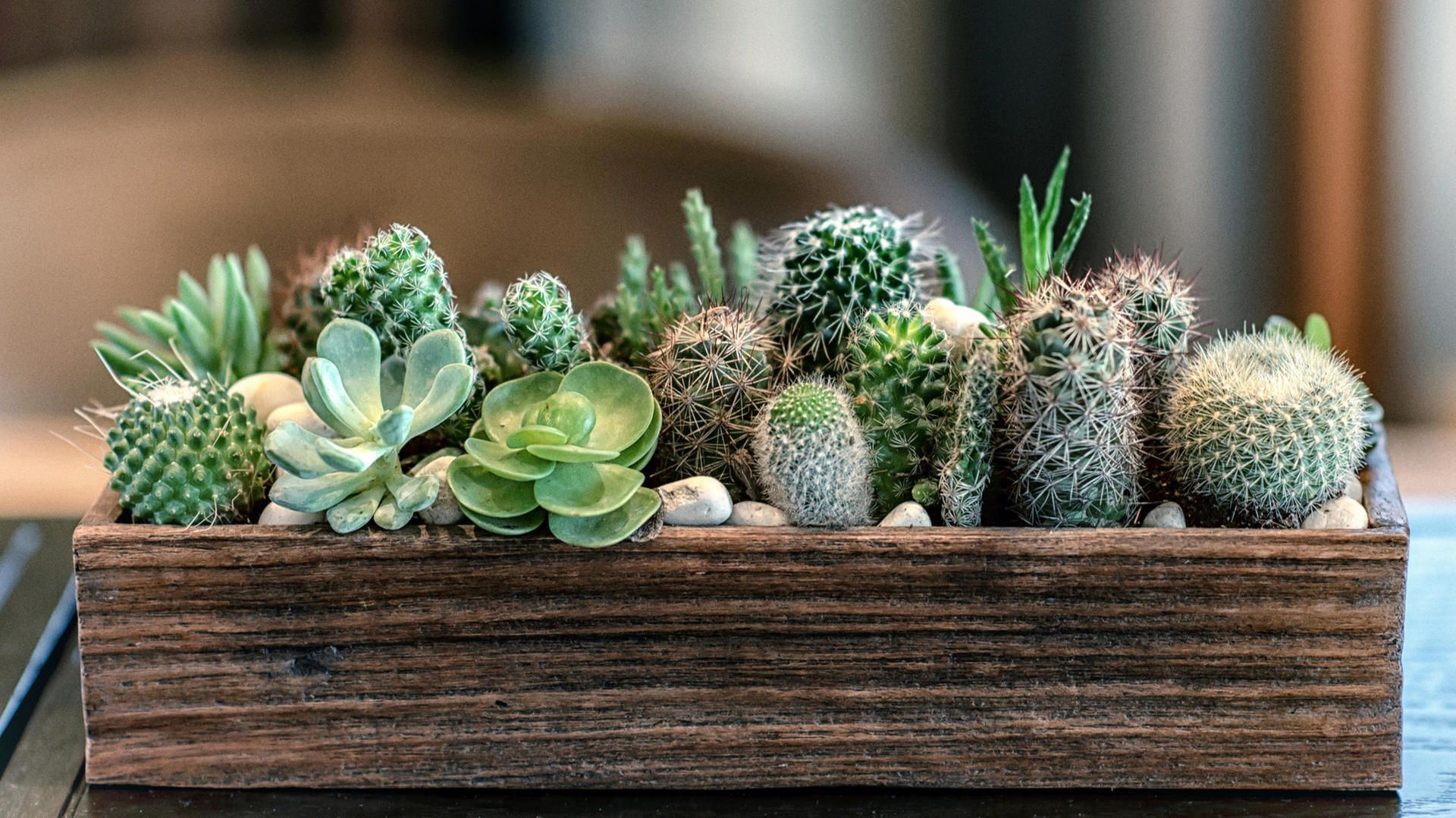 Выбор, уход и выращивание комнатных растений — полный обзор типов, советов и рекомендаций