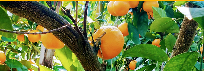 Здесь и сейчас - самые свежие фрукты сезона. Уникальный сад.