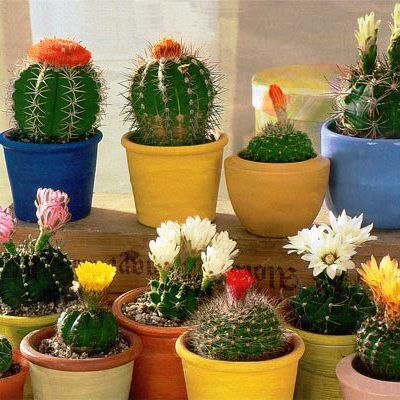 Пять простых растений, которые сделают ваш дом зеленее