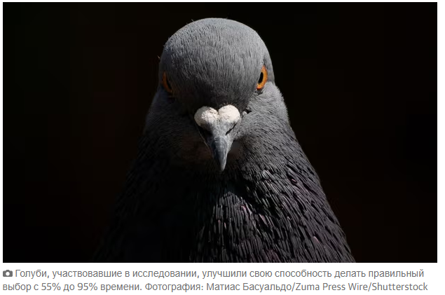 Исследования показывают, что голуби решают проблемы так же, как искусственный интеллект