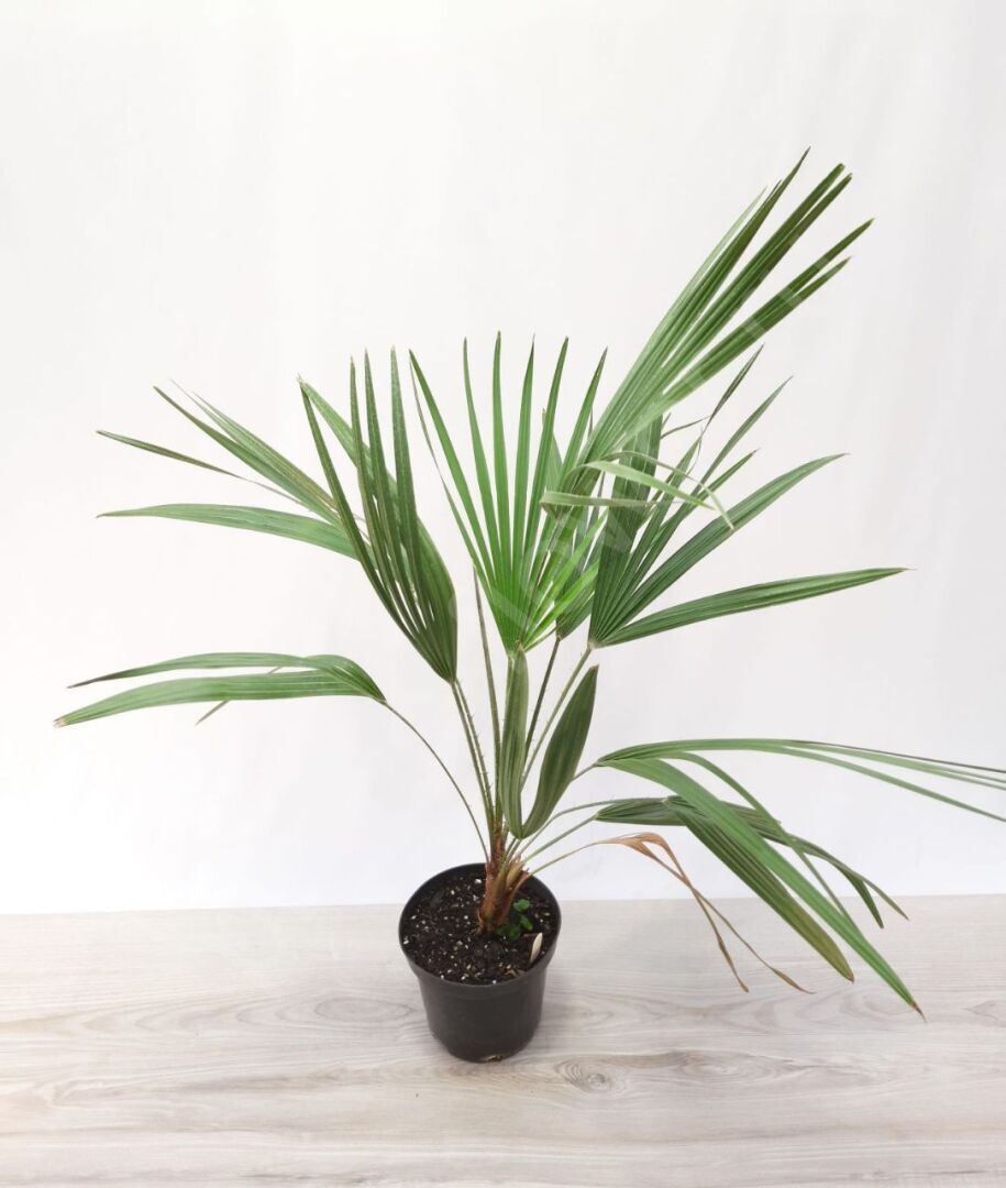 Пять простых растений, которые сделают ваш дом зеленее