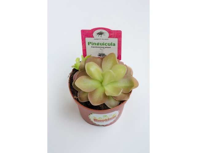 Пять простых растений, которые сделают ваш дом зеленее