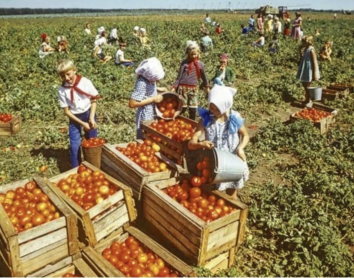 Правильно ли поступали в СССР, приучая школьников к труду? Что думаете?