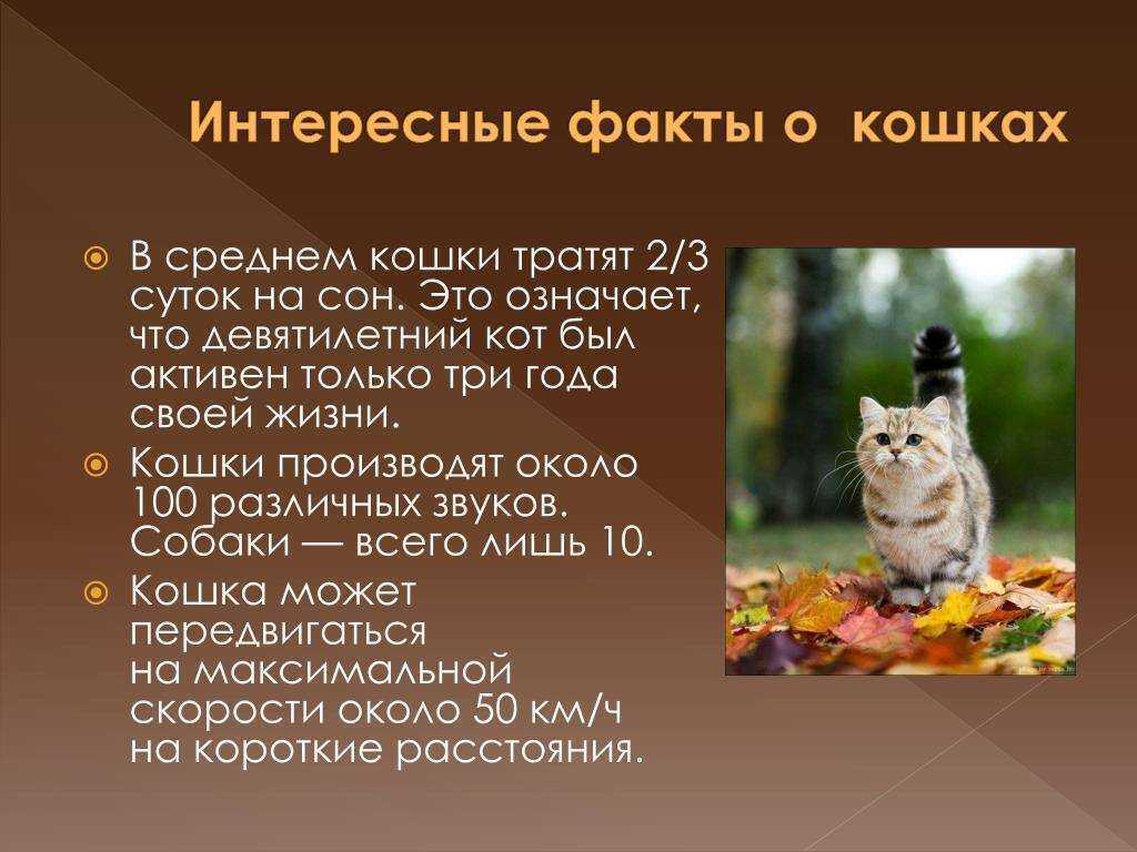 Факты о котиках