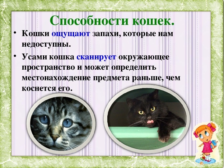 Интересные и загадочные факты о кошках.