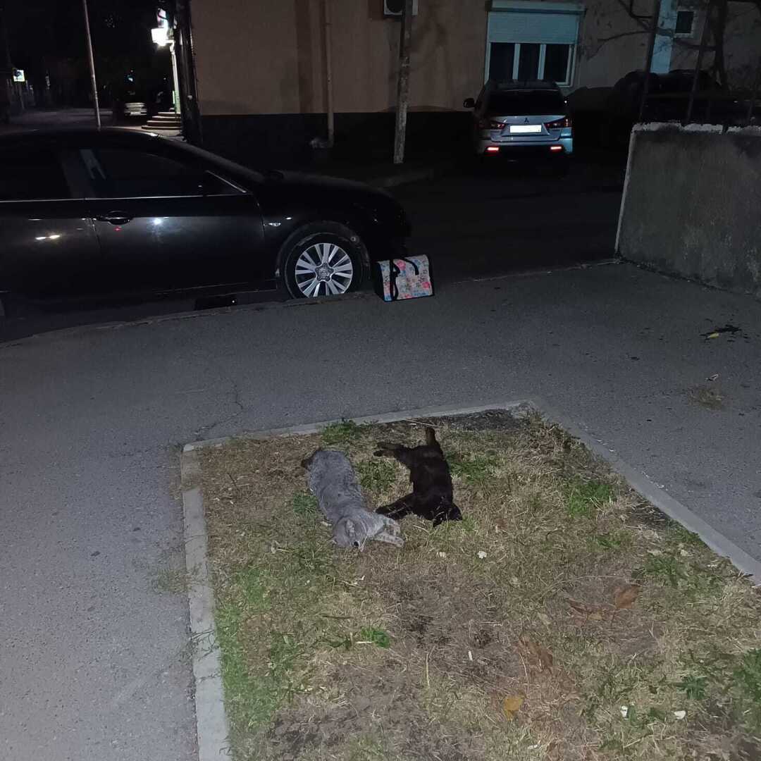 Живодеры в Ростове потеряли страх