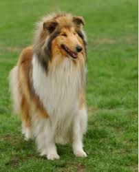 5 самых спокойных пород собак: отлично ладят с детьми