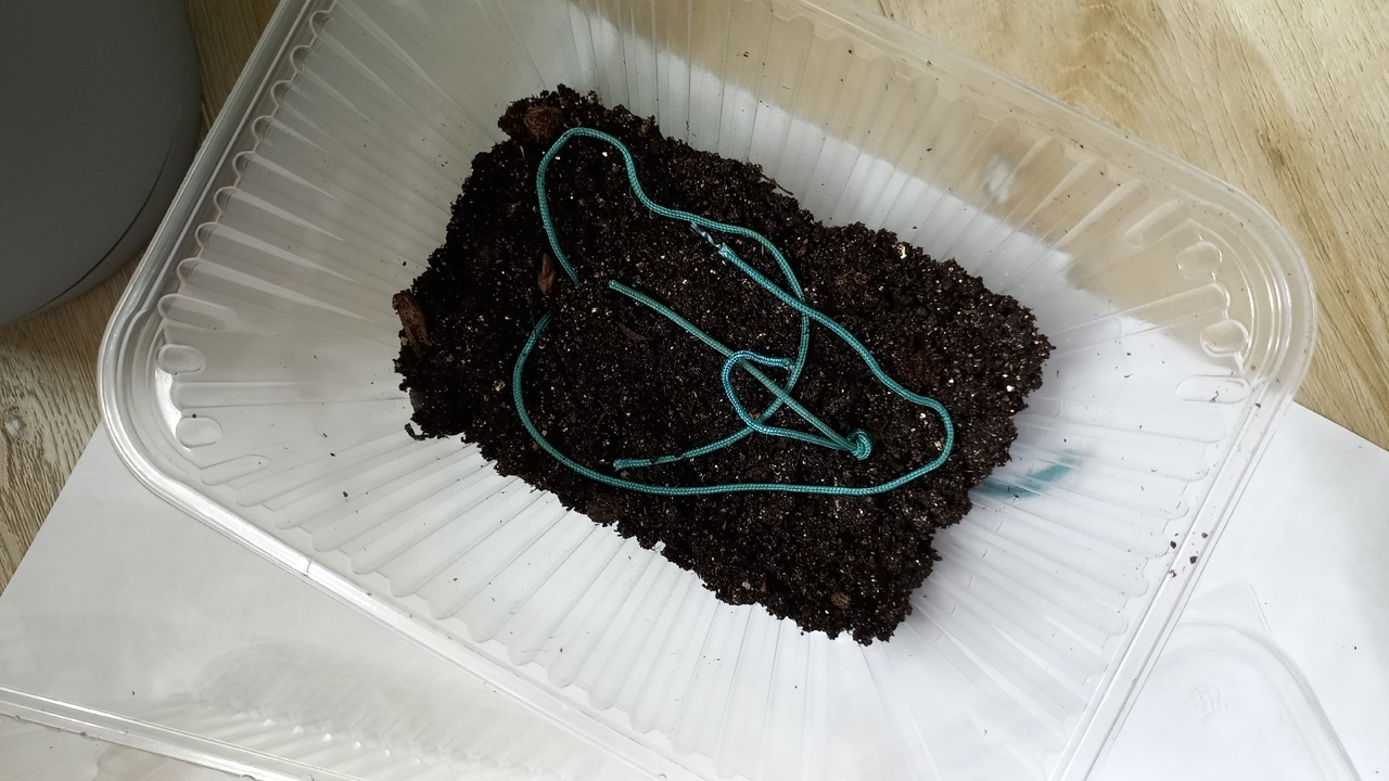 Укореняем замиокулькас листом.