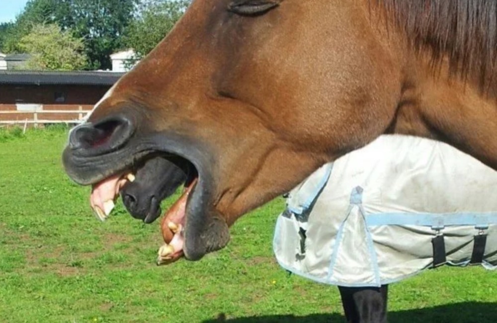 Эти удачно сделанные фотографии заставят вас посмотреть их дважды.