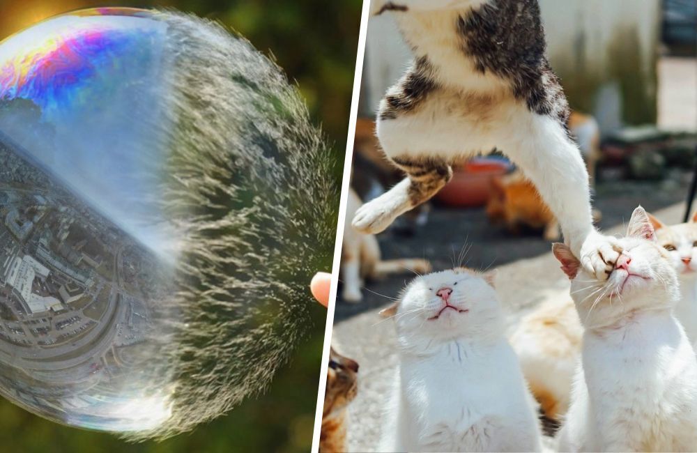 Эти удачно сделанные фотографии заставят вас посмотреть их дважды.