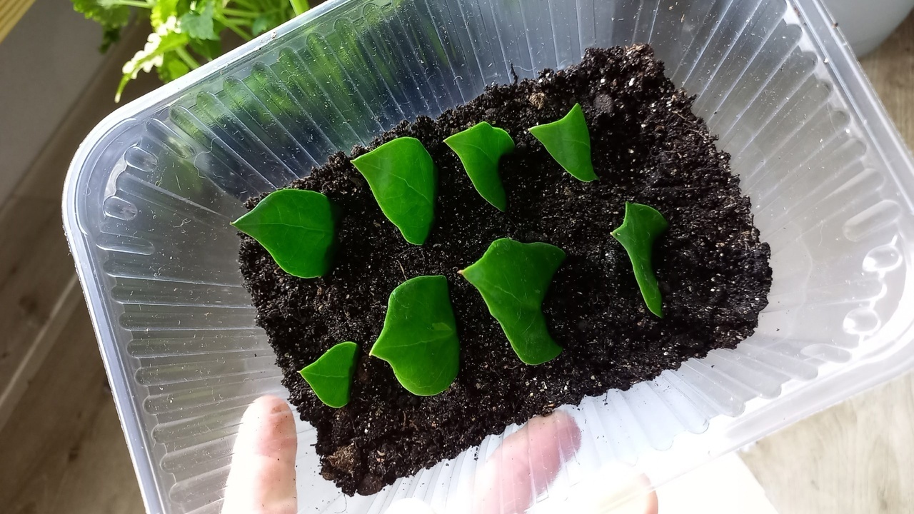 Укореняем замиокулькас листом.