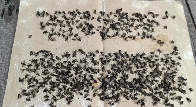 Вспышка Фиэс беспокоит жителей округа Лангкат, Индонезия