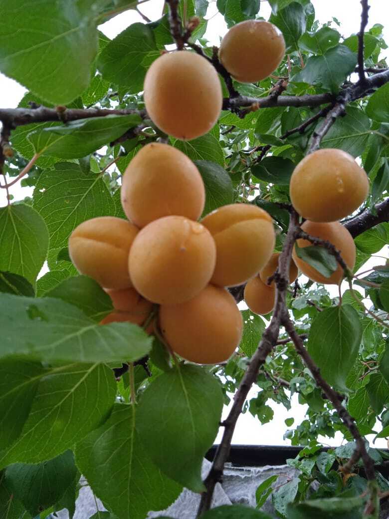 Хирургическая садовая операция : мой опыт спасения абрикосового дерева