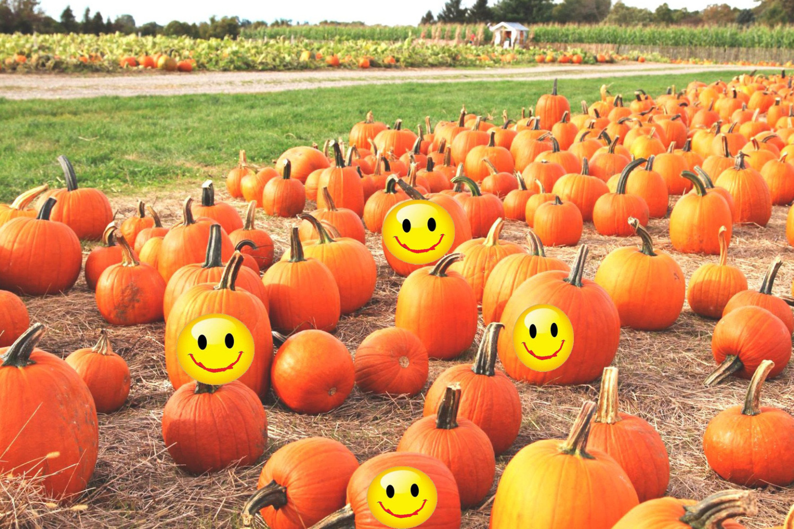 Зачем нам Хэллоуин, если каждый день сплошной страх и ужас?