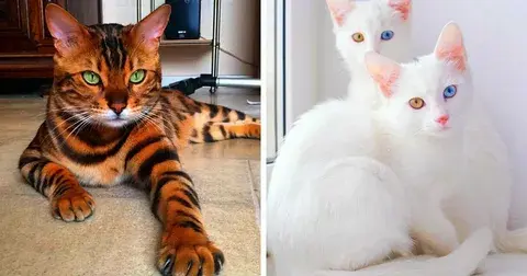 Почему кошки так популярны в качестве домашних животных