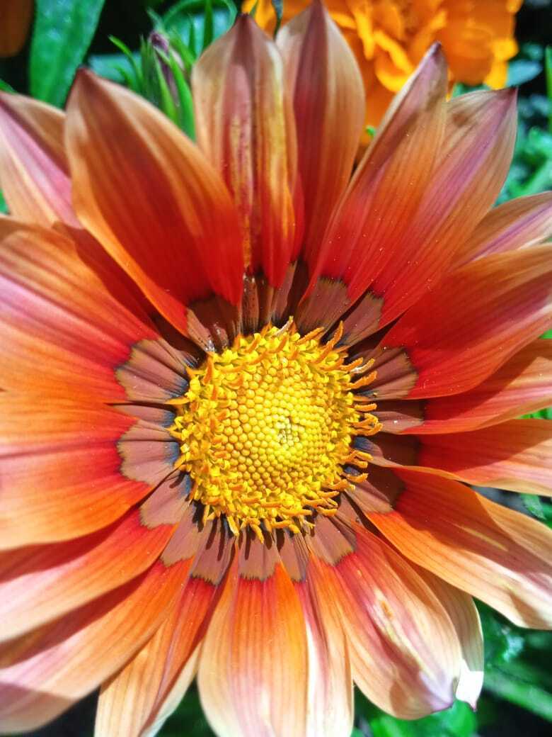 Моя африканская красавица: гацания или африканская ромашка завоевала мое сердце. А Вы любите африканские ромашки?