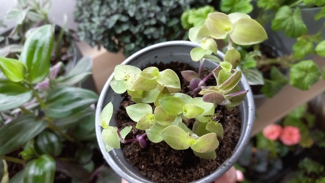 Уход за коллизией зимой