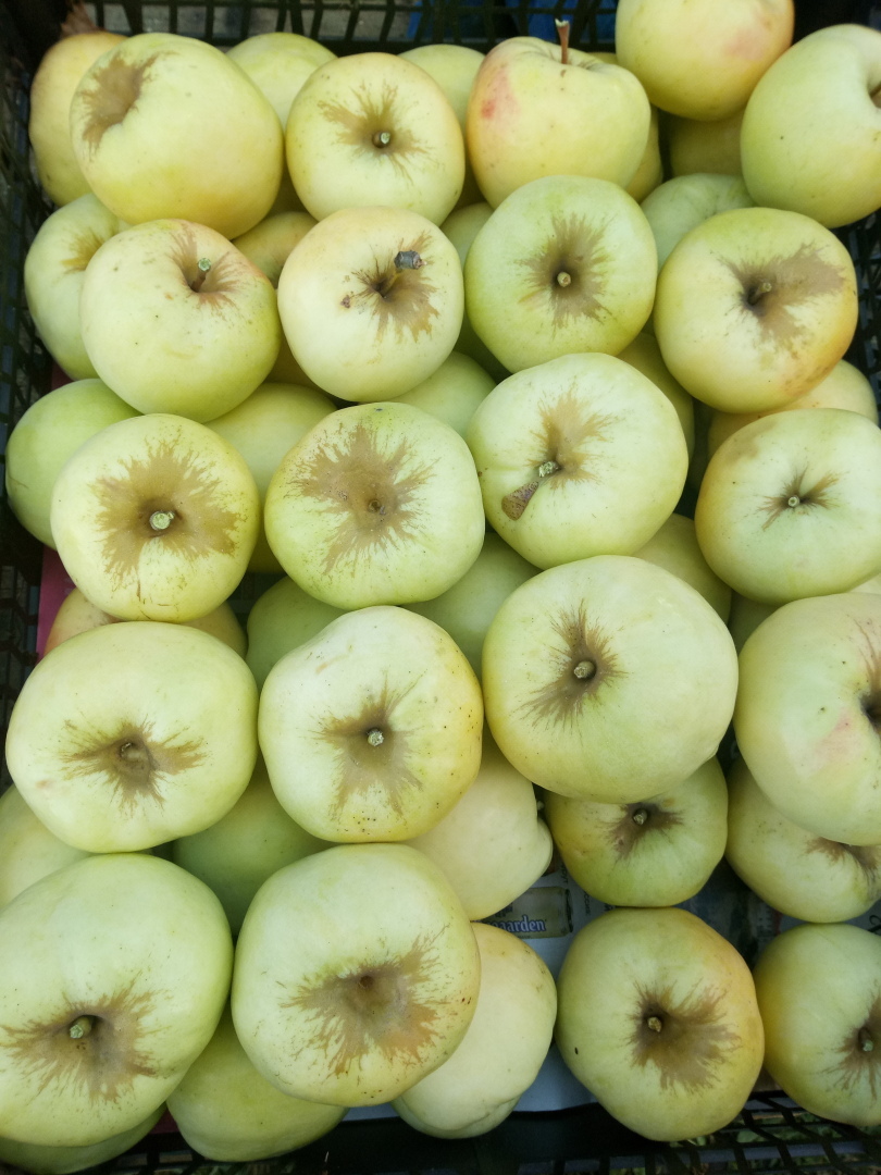 Рассказ "Антоновские яблоки"