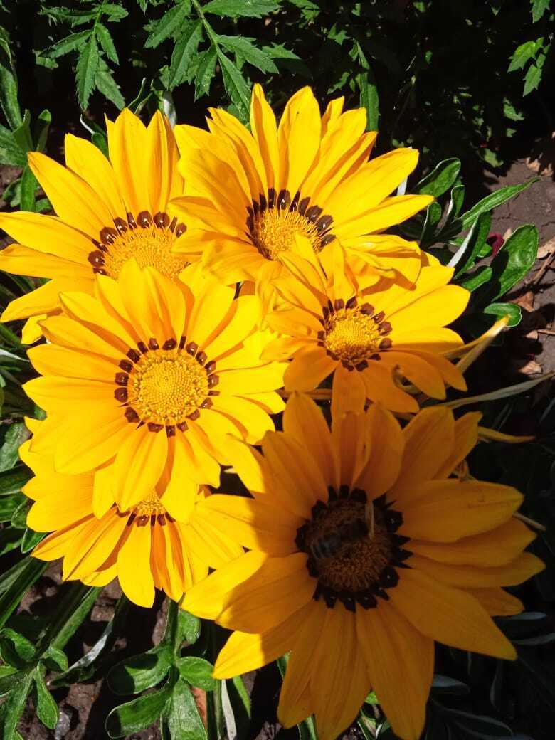 Моя африканская красавица: гацания или африканская ромашка завоевала мое сердце. А Вы любите африканские ромашки?