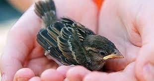 Куда в России делись воробьи за последние 20 лет