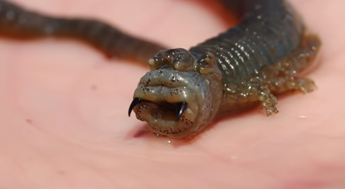 Как ловят червей на рыбу, как коровы помогают полиции и как….