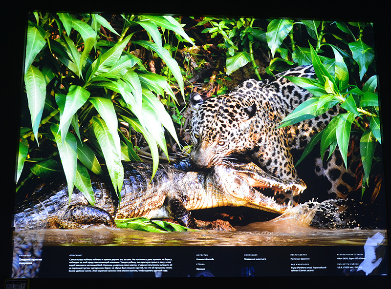 Золотая черепаха