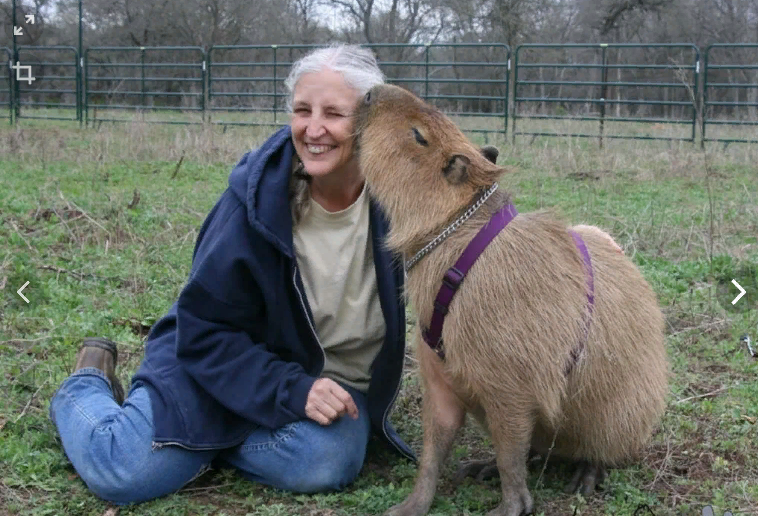 Капибара в качестве домашнего животного